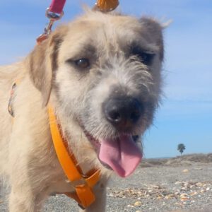 Mischling Campo, 04/2021, ca. 63 cm