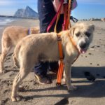 Mischling Campo, 04/2021, ca. 63 cm