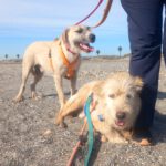 Mischling Campo, 04/2021, ca. 63 cm