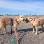 Mischling Campo, 04/2021, ca. 63 cm