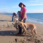 Mischling Campo, 04/2021, ca. 63 cm