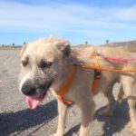 Mischling Campo, 04/2021, ca. 63 cm