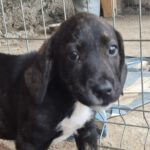 Mischling Carla, 06/2025, 40-45 cm