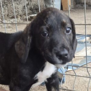 Mischling Carla, 06/2025, 40-45 cm