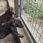 Mischling Carla, 06/2025, 40-45 cm