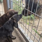 Mischling Carla, 06/2025, 40-45 cm