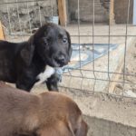 Mischling Carla, 06/2025, 40-45 cm