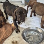 Mischling Carla, 06/2025, 40-45 cm