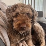 Wasserhund Channel, 02/2017, ca. 45 cm