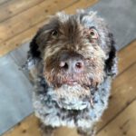 Wasserhund Channel, 02/2017, ca. 45 cm