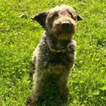 Wasserhund Channel, 02/2017, ca. 45 cm