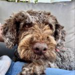 Wasserhund Channel, 02/2017, ca. 45 cm