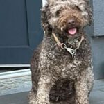 Wasserhund Channel, 02/2017, ca. 45 cm