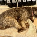 Wasserhund Channel, 02/2017, ca. 45 cm