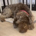 Wasserhund Channel, 02/2017, ca. 45 cm