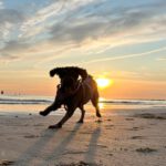 Wasserhund Channel, 02/2017, ca. 45 cm