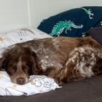 Epagneul Breton Chispa, 08/2015, ca. 45 cm, 81379 München