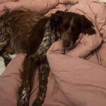 Epagneul Breton Chispa, 08/2015, ca. 45 cm, 81379 München