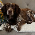 Epagneul Breton Chispa, 08/2015, ca. 45 cm, 81379 München