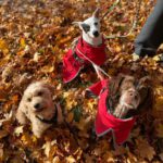 Epagneul Breton Chispa, 08/2015, ca. 45 cm, 81379 München