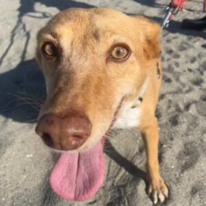 Podenco Chispi, 09/2013, 45 cm