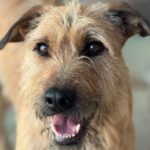 Mischling Chojrak, 07/2022, 58 cm