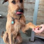 Mischling Chojrak, 07/2022, 58 cm