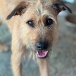 Mischling Chojrak, 07/2022, 58 cm