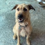 Mischling Chojrak, 07/2022, 58 cm