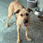 Mischling Chojrak, 07/2022, 58 cm