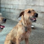 Mischling Chojrak, 07/2022, 58 cm