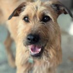 Mischling Chojrak, 07/2022, 58 cm