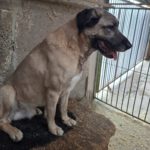 Mischling Coco, 01/2021, ca. 55 cm, 07806 Weira