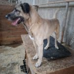 Mischling Coco, 01/2021, ca. 55 cm, 07806 Weira