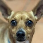 Chihuahua Coco, 09/2021, ca. 25 cm