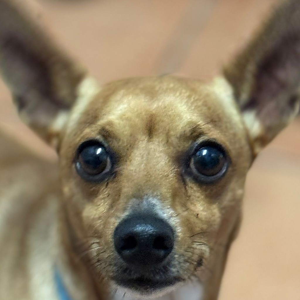 Chihuahua Coco, 09/2021, ca. 25 cm