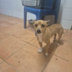 Chihuahua Coco, 09/2021, ca. 25 cm