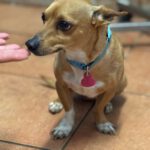 Chihuahua Coco, 09/2021, ca. 25 cm