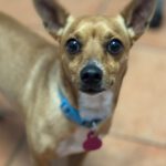 Chihuahua Coco, 09/2021, ca. 25 cm