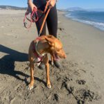 Podenco Cosmo, 08/2023, ca. 46 cm