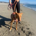 Podenco Cosmo, 08/2023, ca. 46 cm