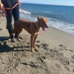 Podenco Cosmo, 08/2023, ca. 46 cm