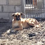 Malinois Mischling Cuba, 04/2024, ca. 65 cm