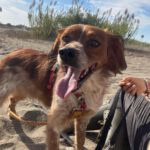 Epagneul Breton Curro, 05/2018, ca. 43 cm, 67317 Altleiningen