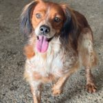 Epagneul Breton Curro, 05/2018, ca. 43 cm