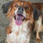 Epagneul Breton Curro, 05/2018, ca. 43 cm