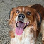 Epagneul Breton Curro, 05/2018, ca. 43 cm