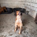 Epagneul Breton Curro, 05/2018, ca. 43 cm