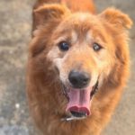 Mischling Daddy, 04/2015, ca. 50 cm