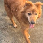 Mischling Daddy, 04/2015, ca. 50 cm